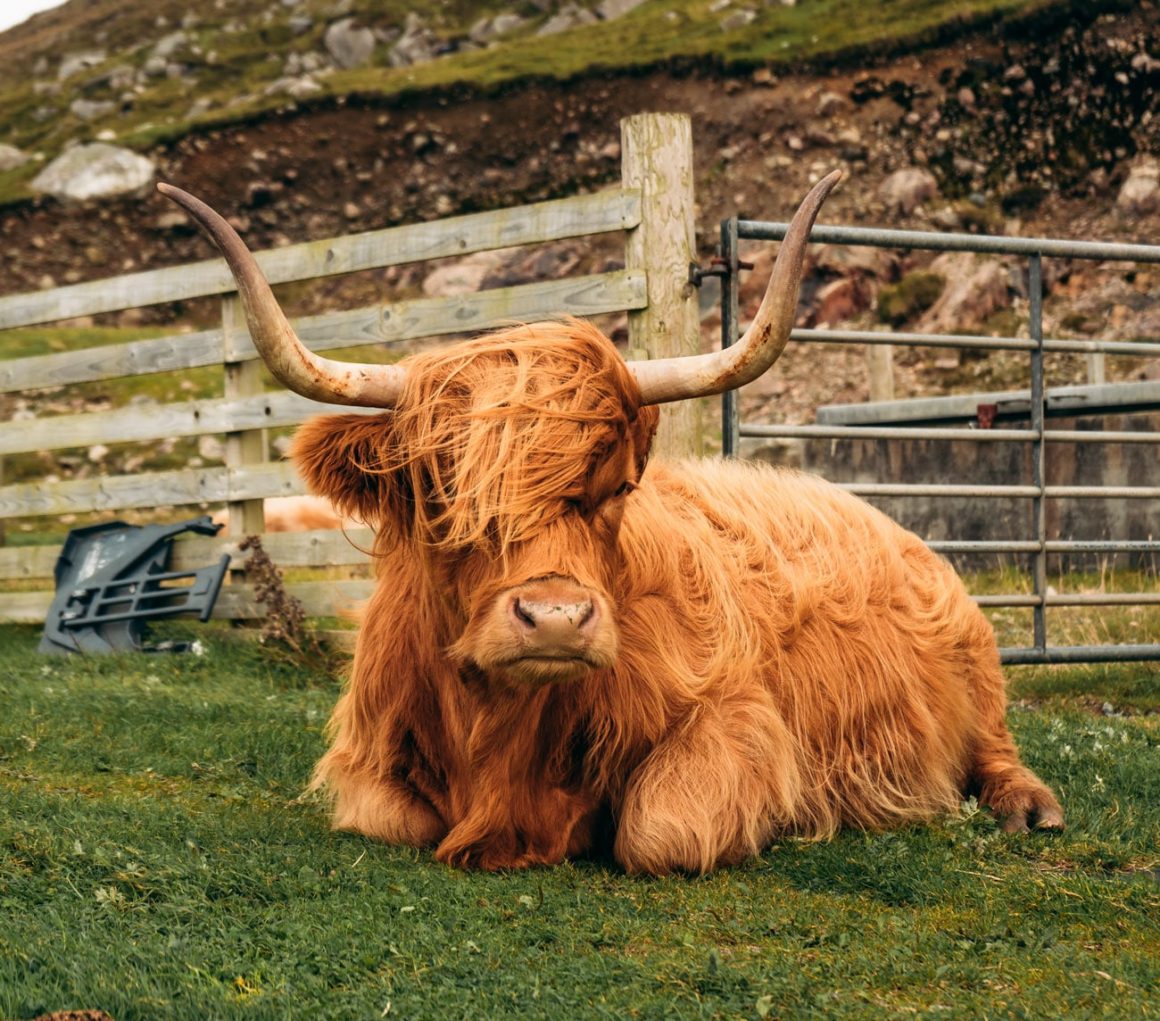 The Best Places to Visit in Scotland: Highland Cow in Hushinish