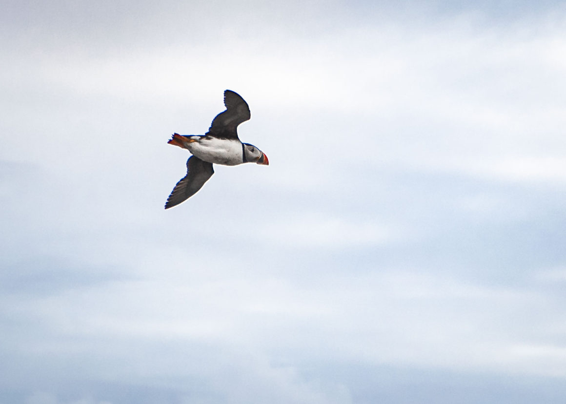 Puffin flying from Handa Island