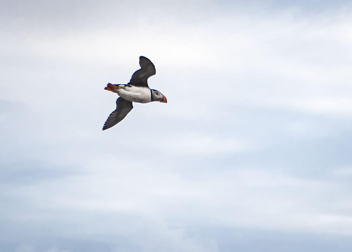 Flying Puffin in Scotland