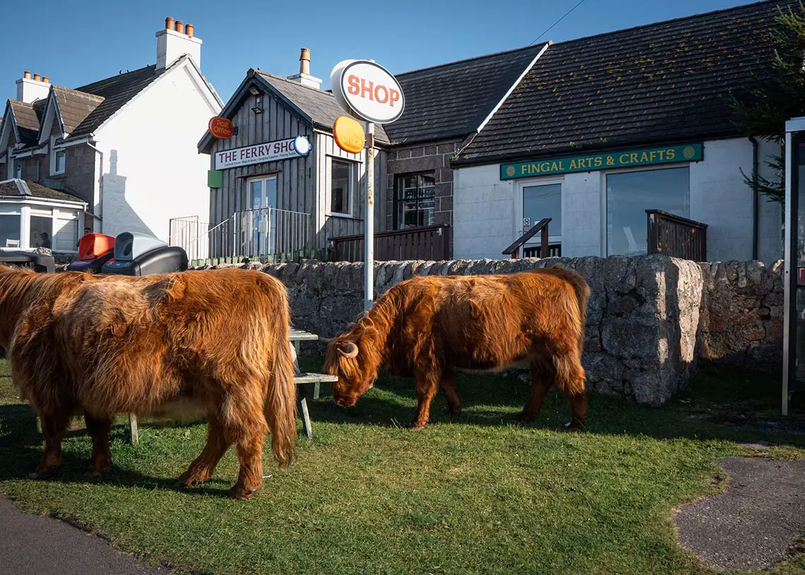 Highland Cows at Fhionnphort Ferry Shop on the Isle of Mull