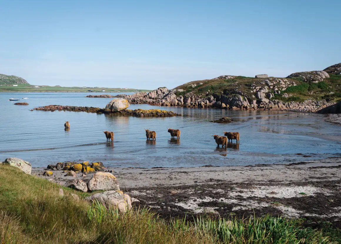 Highland Cows at Fhionnphort Beach on the Isle of Mull (Scotland)