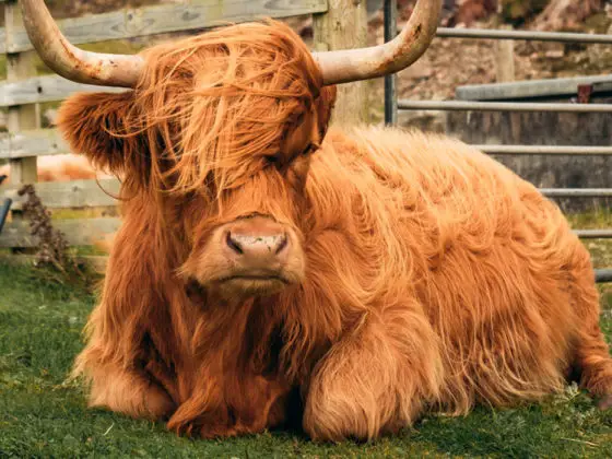 Where in Scotland are the Highland Cows?