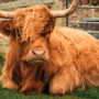 Where in Scotland are the Highland Cows?