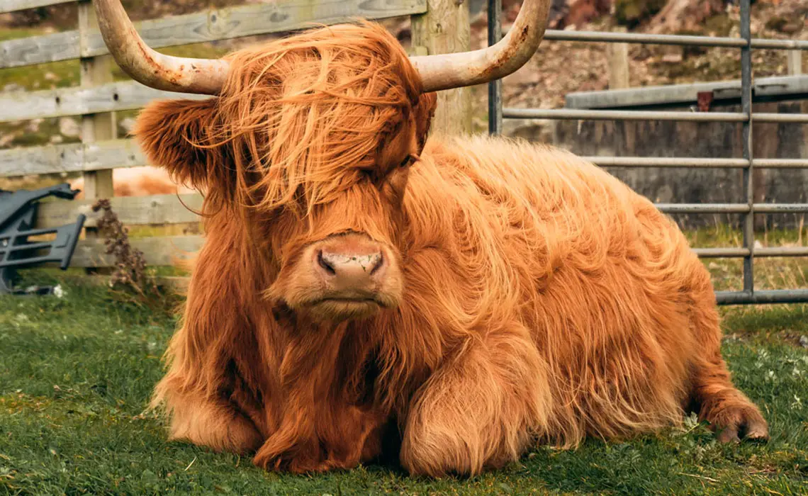 Highland Cattle, Scotland