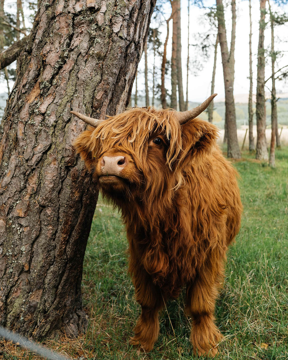 Where in Scotland are the Highland Cows? (21+ Locations) 8