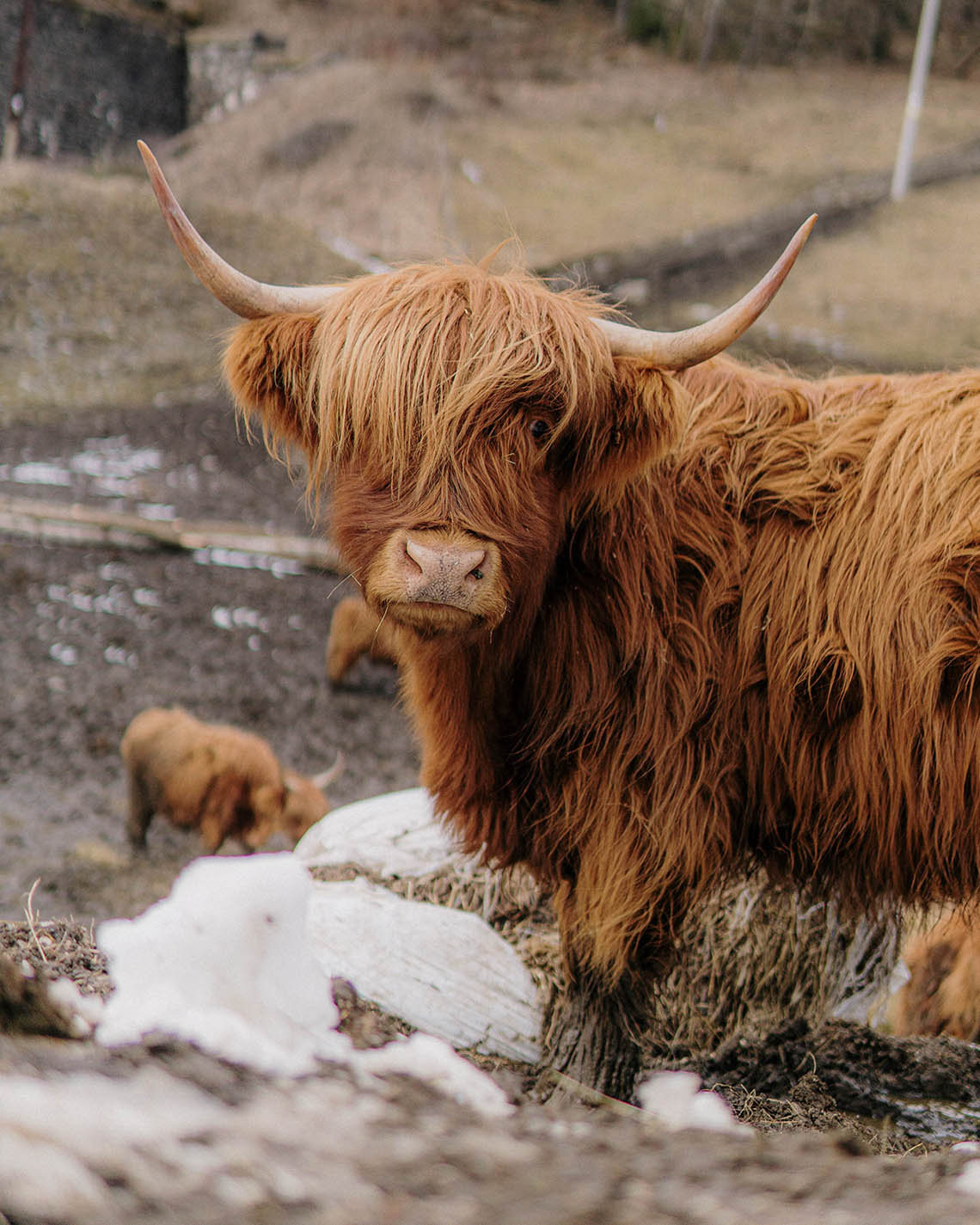 Where in Scotland are the Highland Cows? (21+ Locations) 7