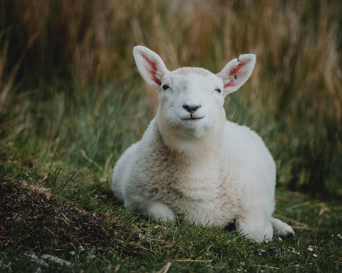 Lamb lying in the Scottish Highlands.