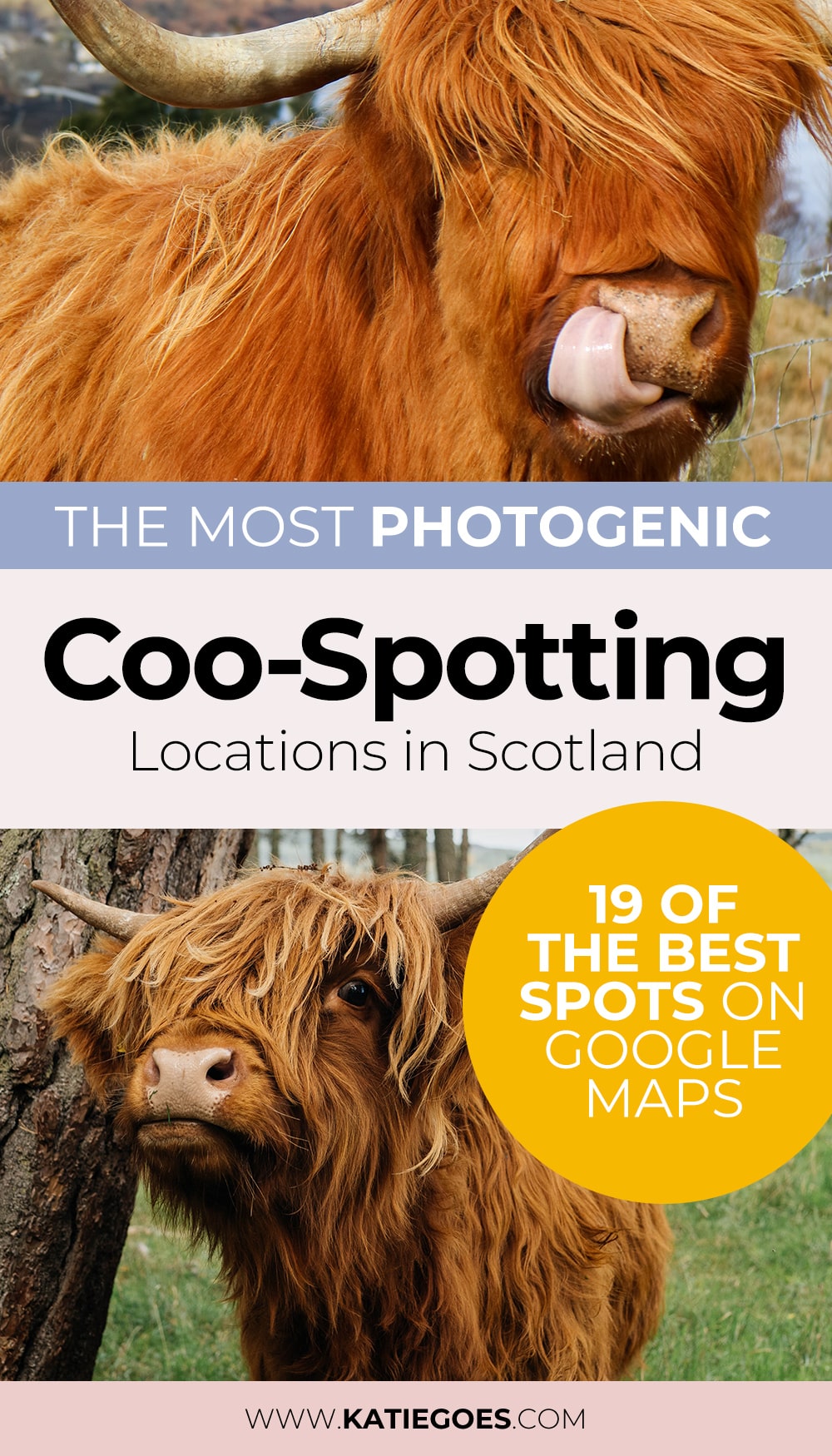 Where in Scotland are the Highland Cows? (21+ Locations) 9