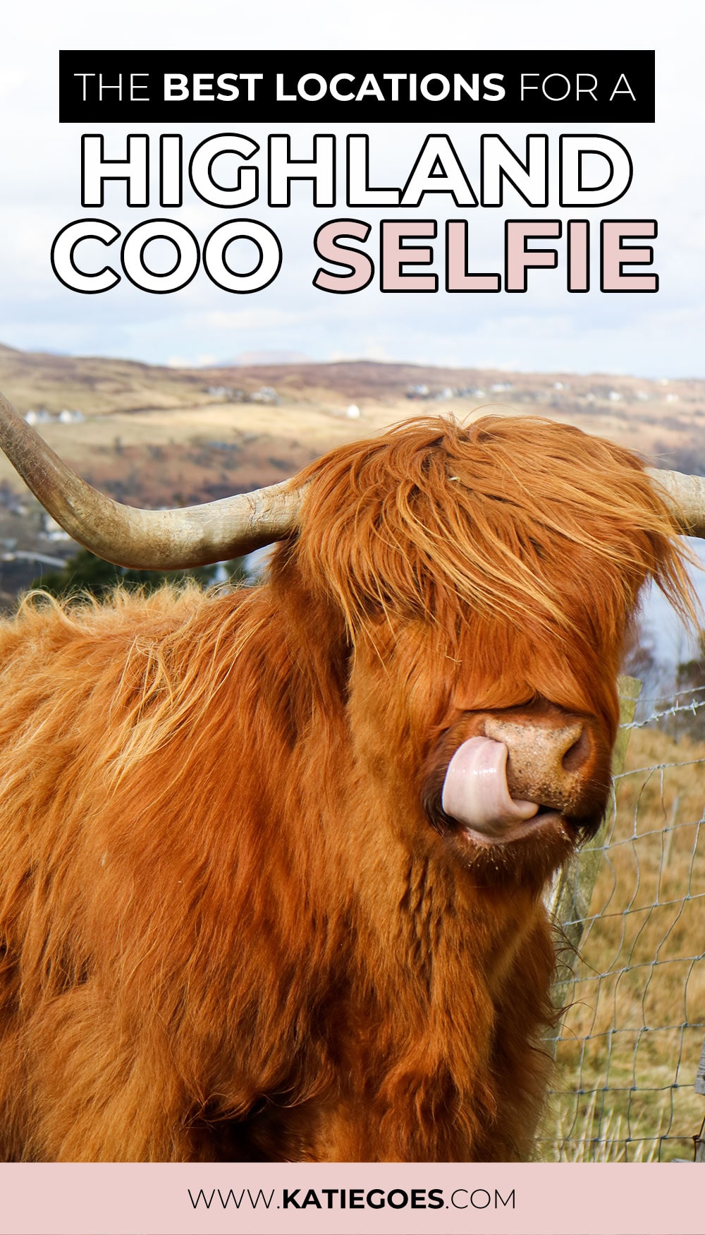 Where in Scotland are the Highland Cows? (21+ Locations) 10