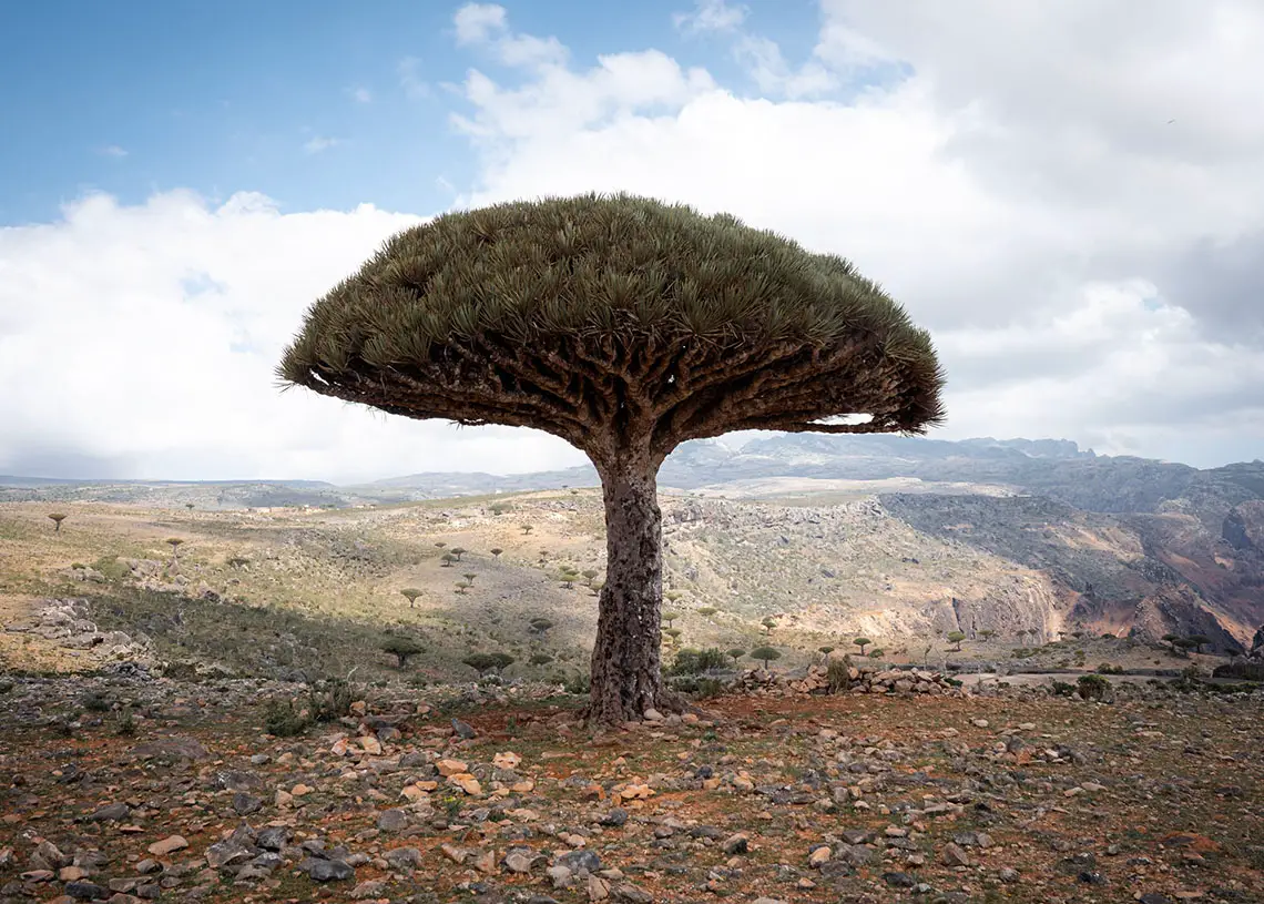 Best Time to Visit Socotra: Month-By-Month Breakdown 10