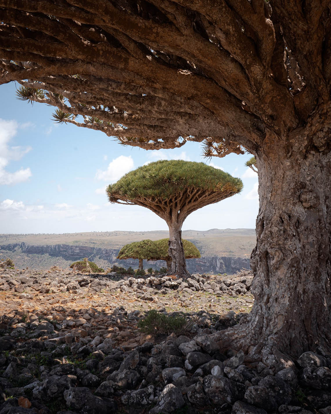 The 13 BEST Things to See on Socotra Island 27