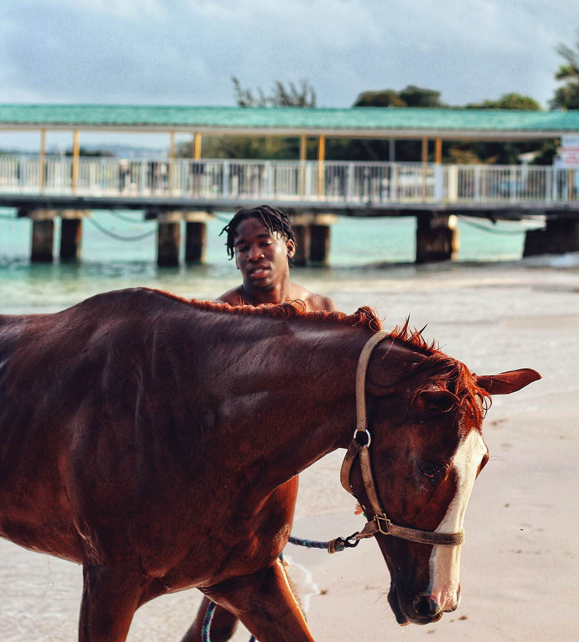 Barbados Race Horse